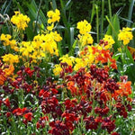 WallFlower Ravenelle Erysimum Seeds for planting in flower bed