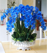 Blue (Blue scientific name) for planting in garden