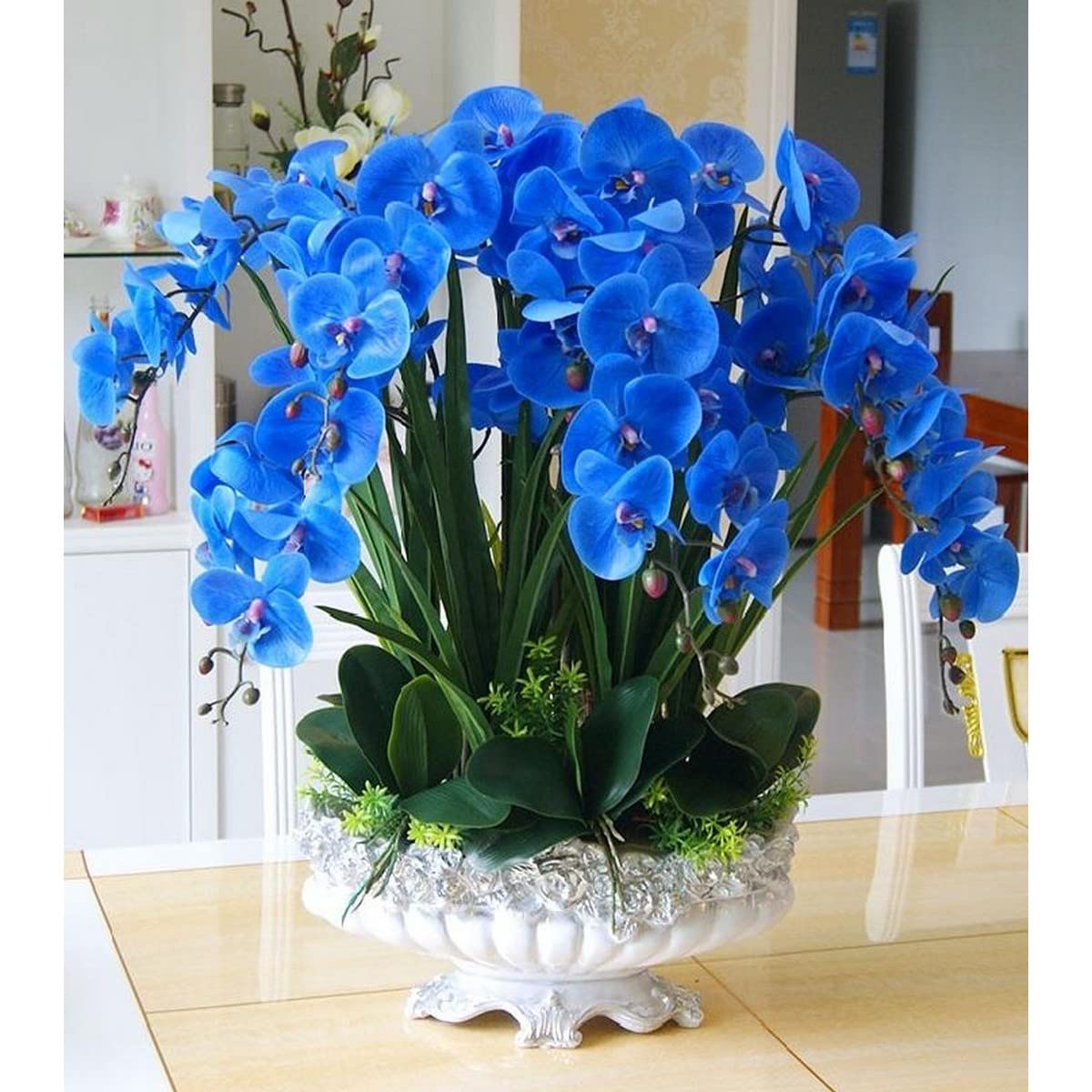 Blue Orchid Seeds (Phalaenopsis) – Exotic Indoor Orchid with Stunning Blooms
