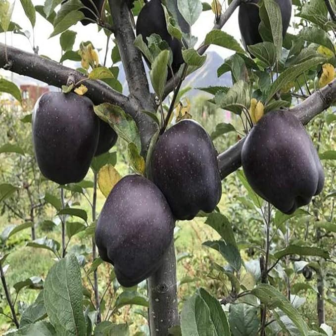 Black Apple Seeds (Diospyros texana)