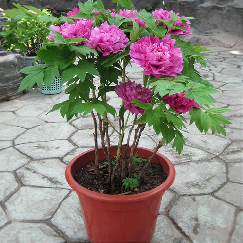 Peony (Paeonia lactiflora) for planting in flower beds