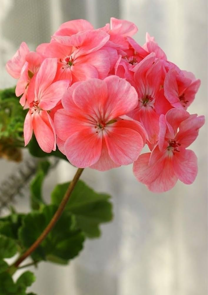 Saturn deep salmon geranium Pelargonium × hortorum flower seeds for planting in indoor pots