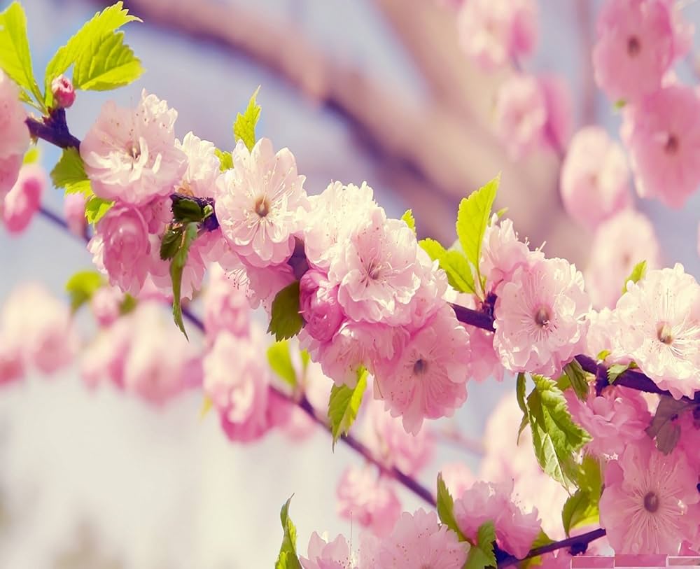 Cherry Blossom Prunus Serrulata Flower Seeds for Planting – Ideal for Ornamental Backyard Landscaping