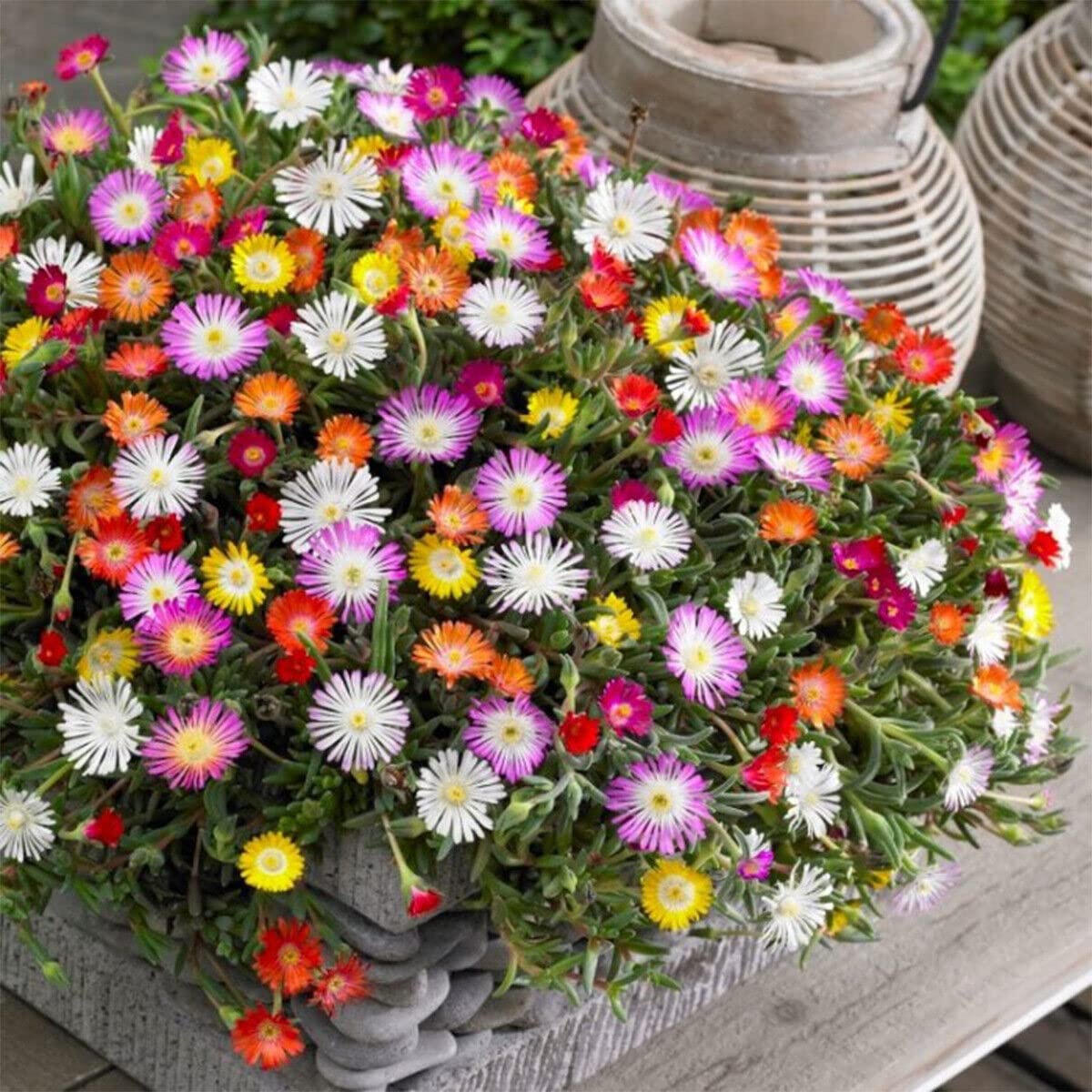 Daisy Seeds (Ice Plant) - Livingstone Mix