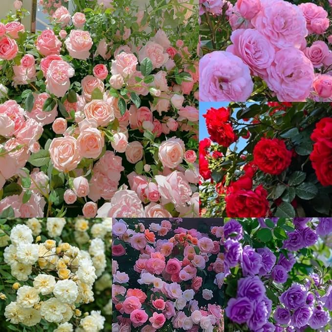 Exotic Miniature Bonsai Rose (Rosas) seeds for home garden planting
