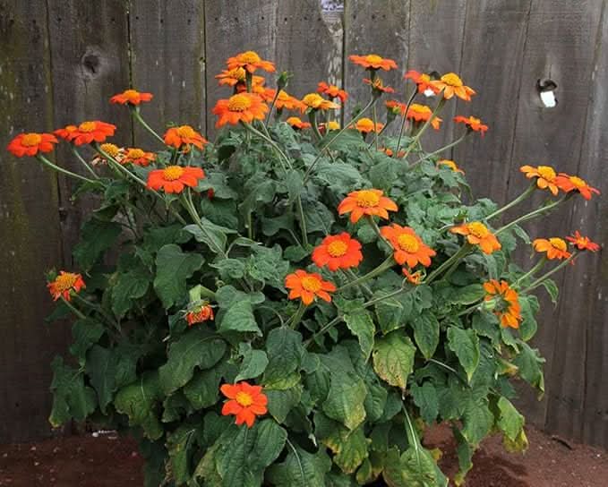 Sunflower Mexican Variety Pollinator-Friendly Flower Seeds