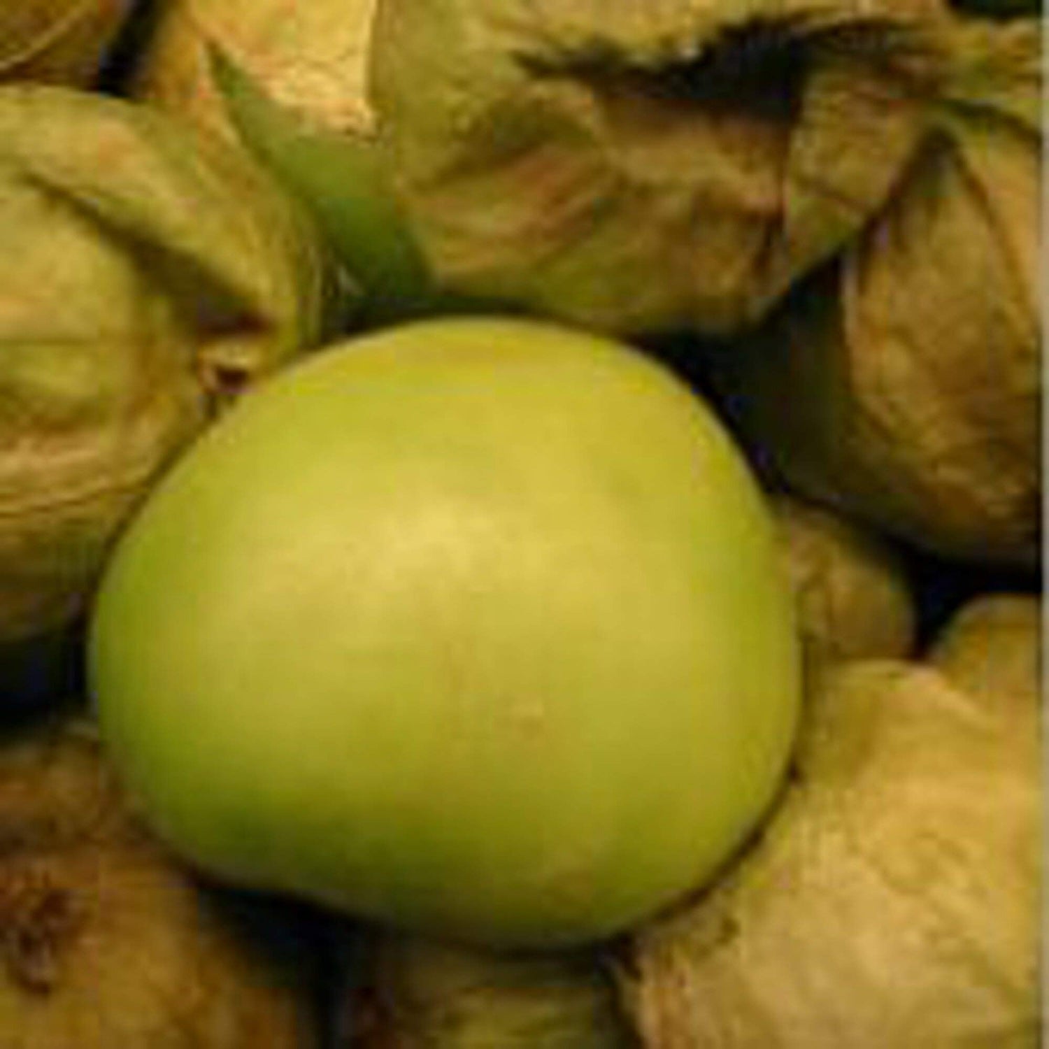 Tomatillo Physalis Philadelphica Organic Heirloom Toma Verde Vegetable Seeds for Planting – Suitable for Salsa and Garden Harvest