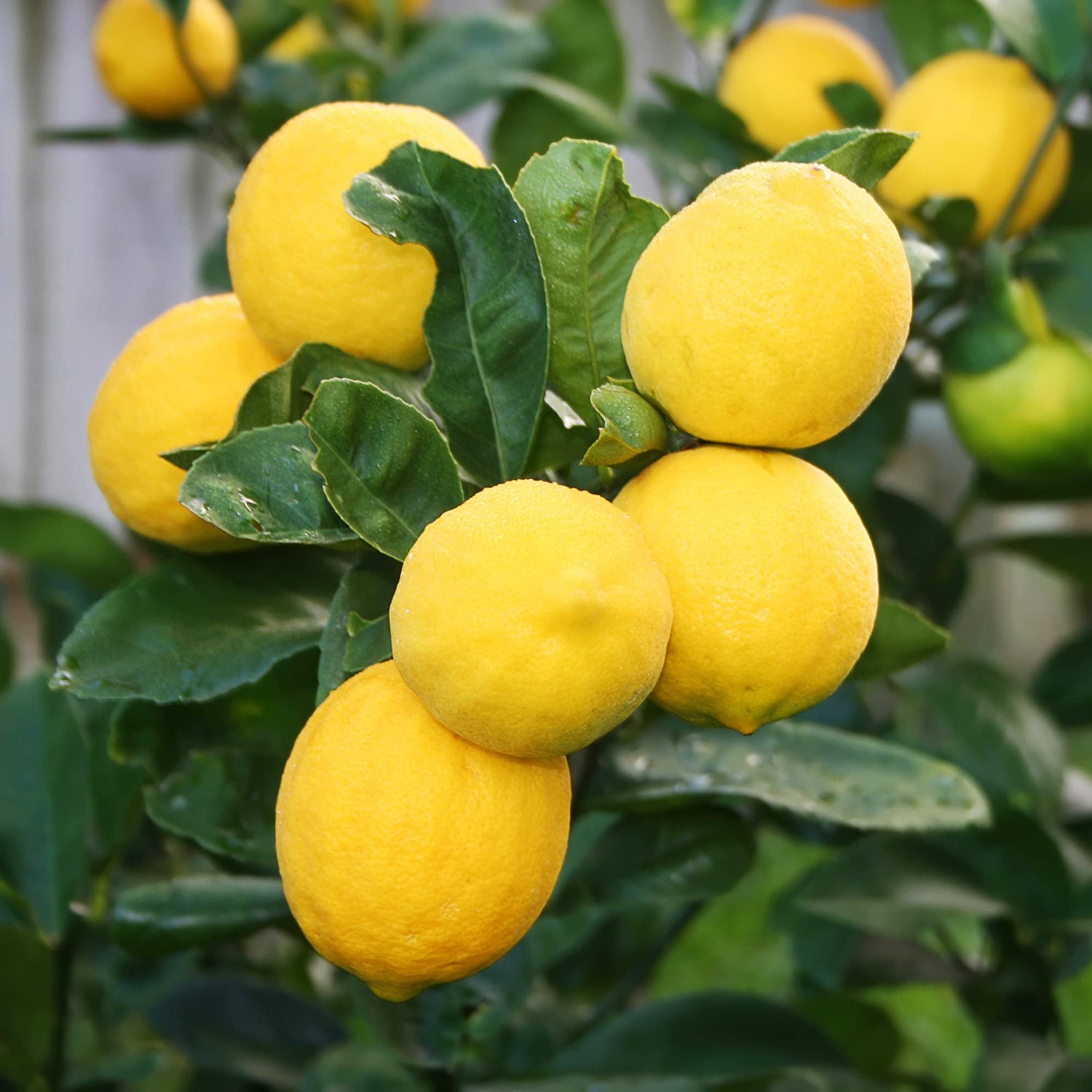 Bonsai Lemon Tree Seeds Pcs for Fruit Tree Planting at Home