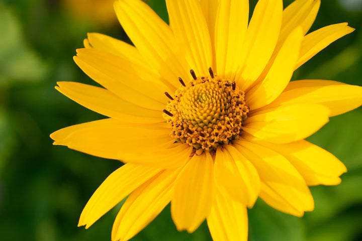 Yellow Heliopsis Flower Seeds for Planting, 100 pcs
