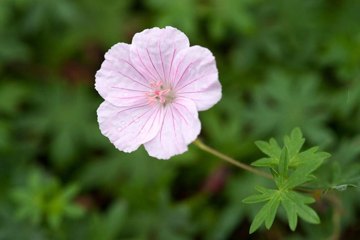 Heirloom Non-GMO Geranium Asphodeloides Flower Seeds for Planting ...