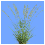 Oat Grama Bouteloua gracilis native grass seeds for planting