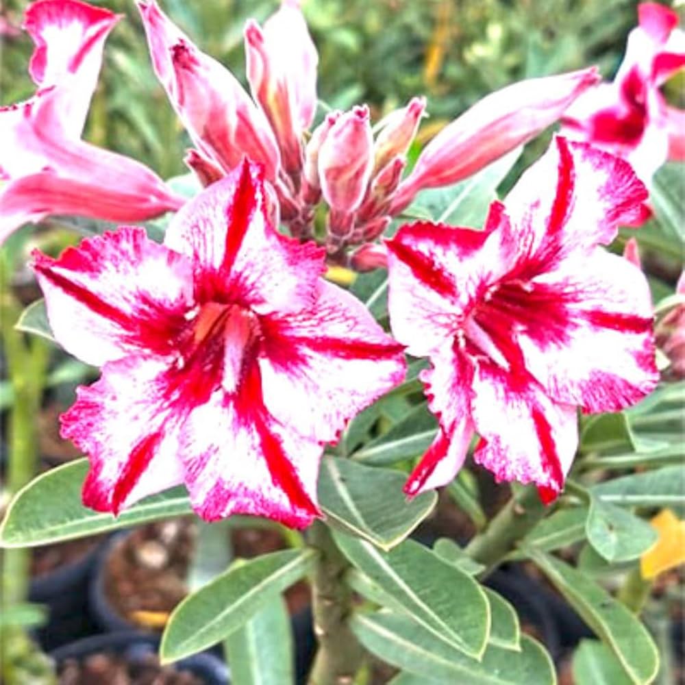 Desert Ornamental Plant Seeds pcs Red Flower