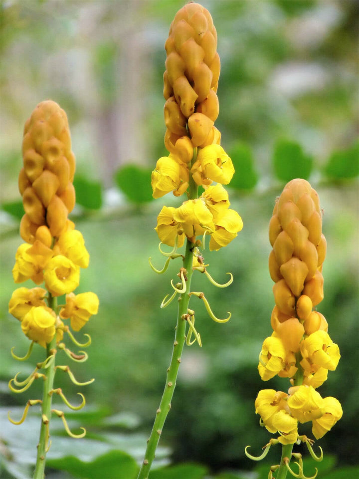 Yellow Cassia Candlestick Plant Seeds for Planting - 100