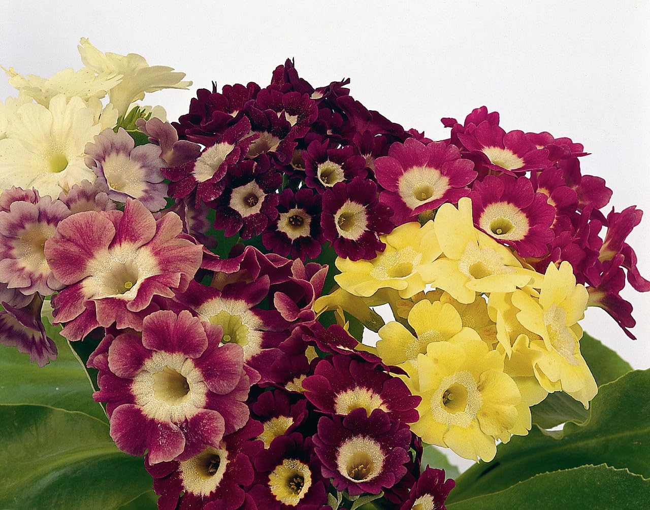 Primula Auricula Flower - Heirloom, Non - Gmo Seeds