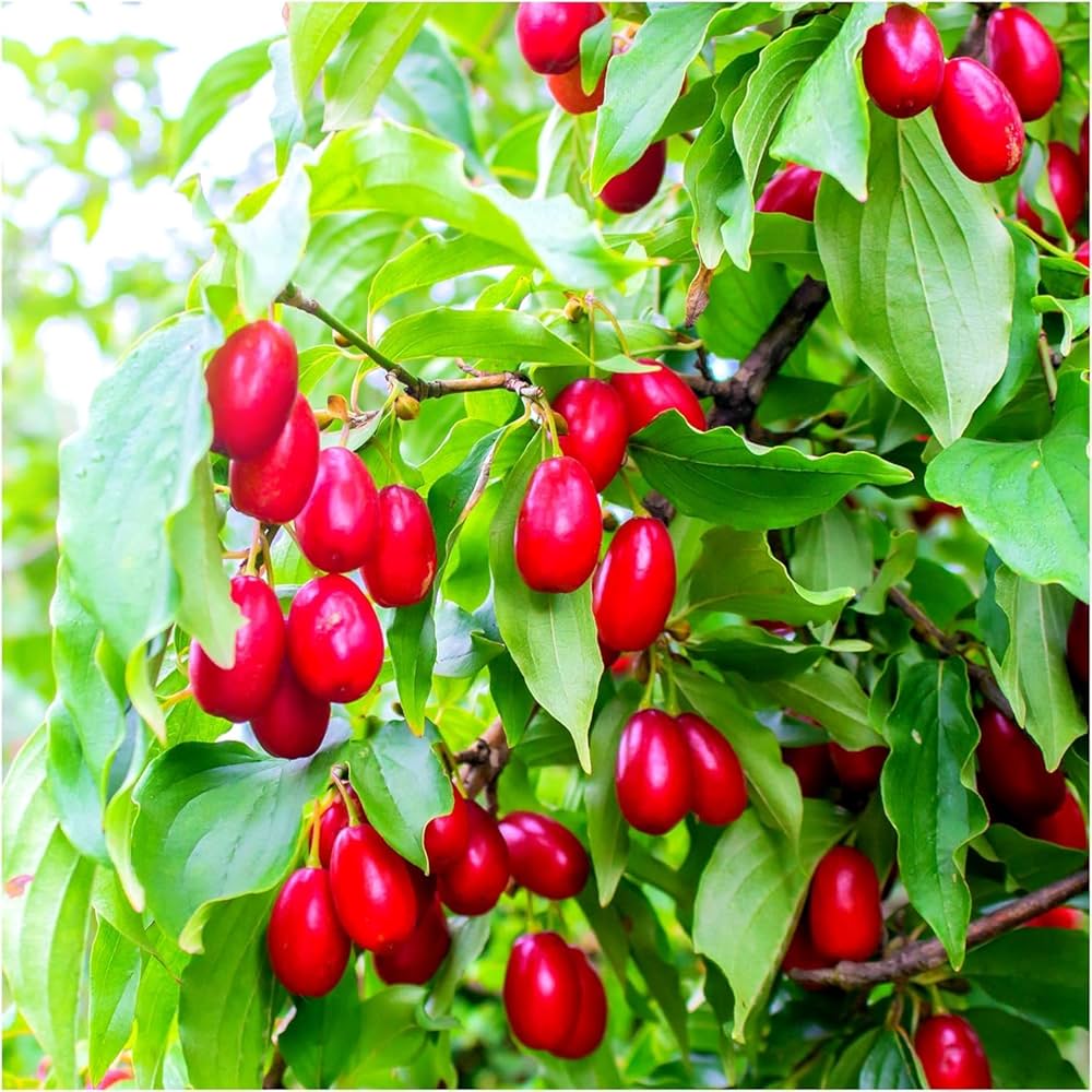 Ilex Aquifolium English Holly Seeds - Ideal for Bonsai or Ornamental Gardens, Heirloom Seeds