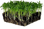  Lush cilantro plants with bright green fresh leaves.

