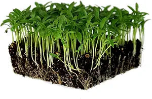  Lush cilantro plants with bright green fresh leaves.

