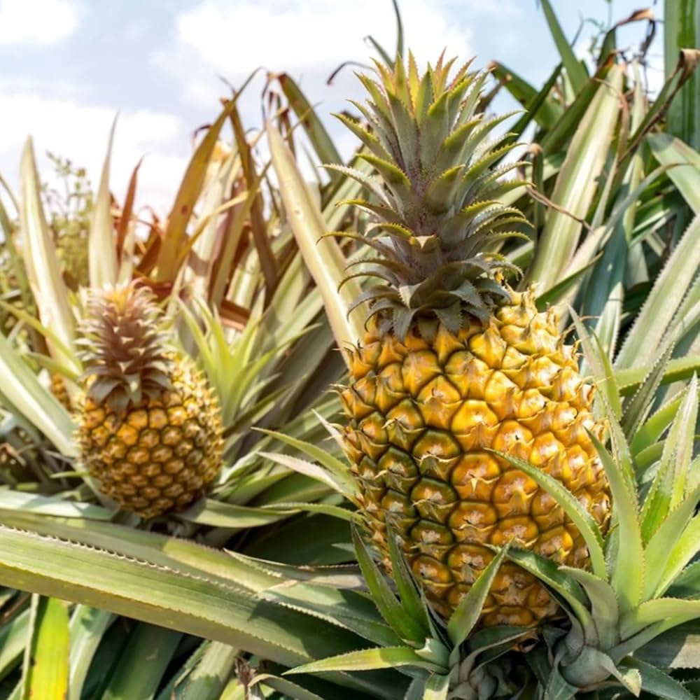 Pineapple Fruit Seeds Ananas comosus for Planting in Urban Garden