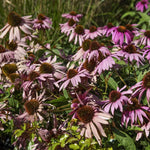 Coneflower Echinacea Purpurea Seeds for planting in pollinator garden
