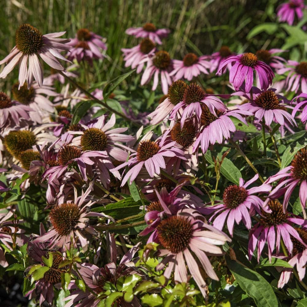 Echinacea Southern Belle Coneflower Flower Seeds for Planting
