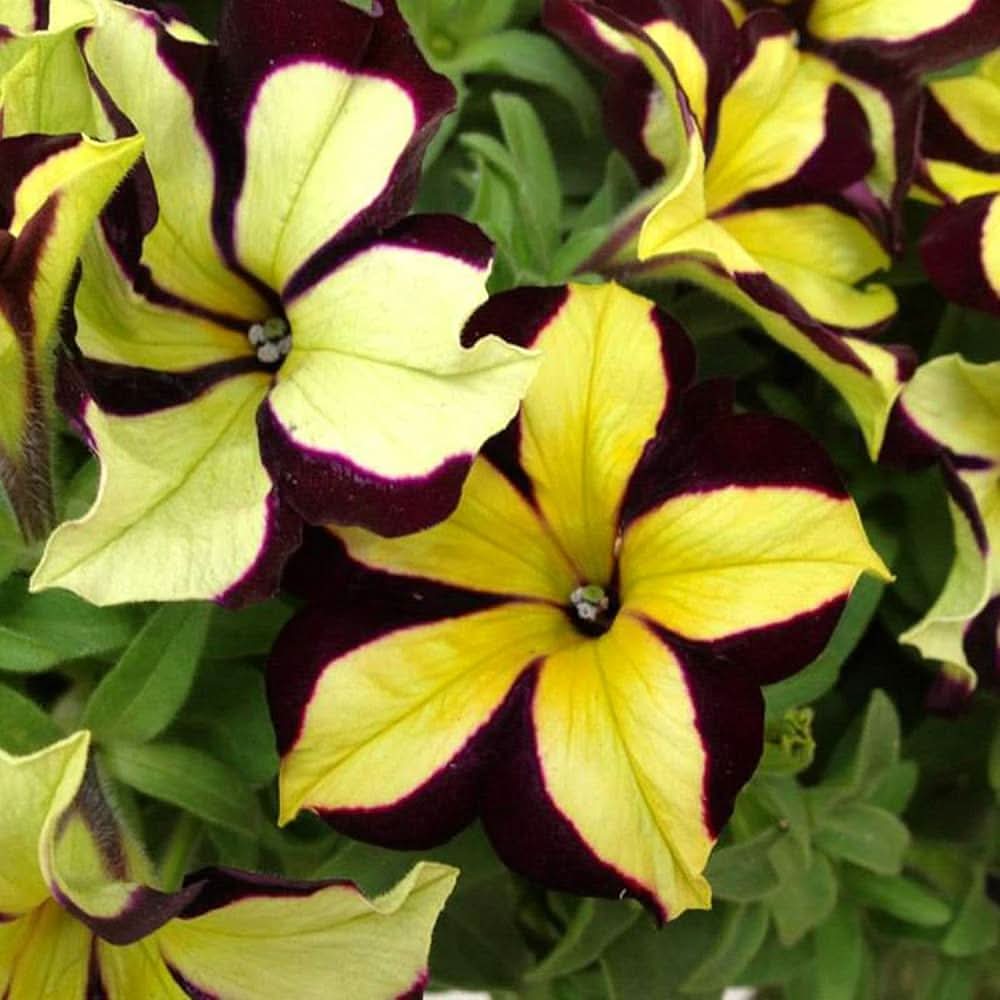 Black Velvet Petunia Yellow Plant Seeds