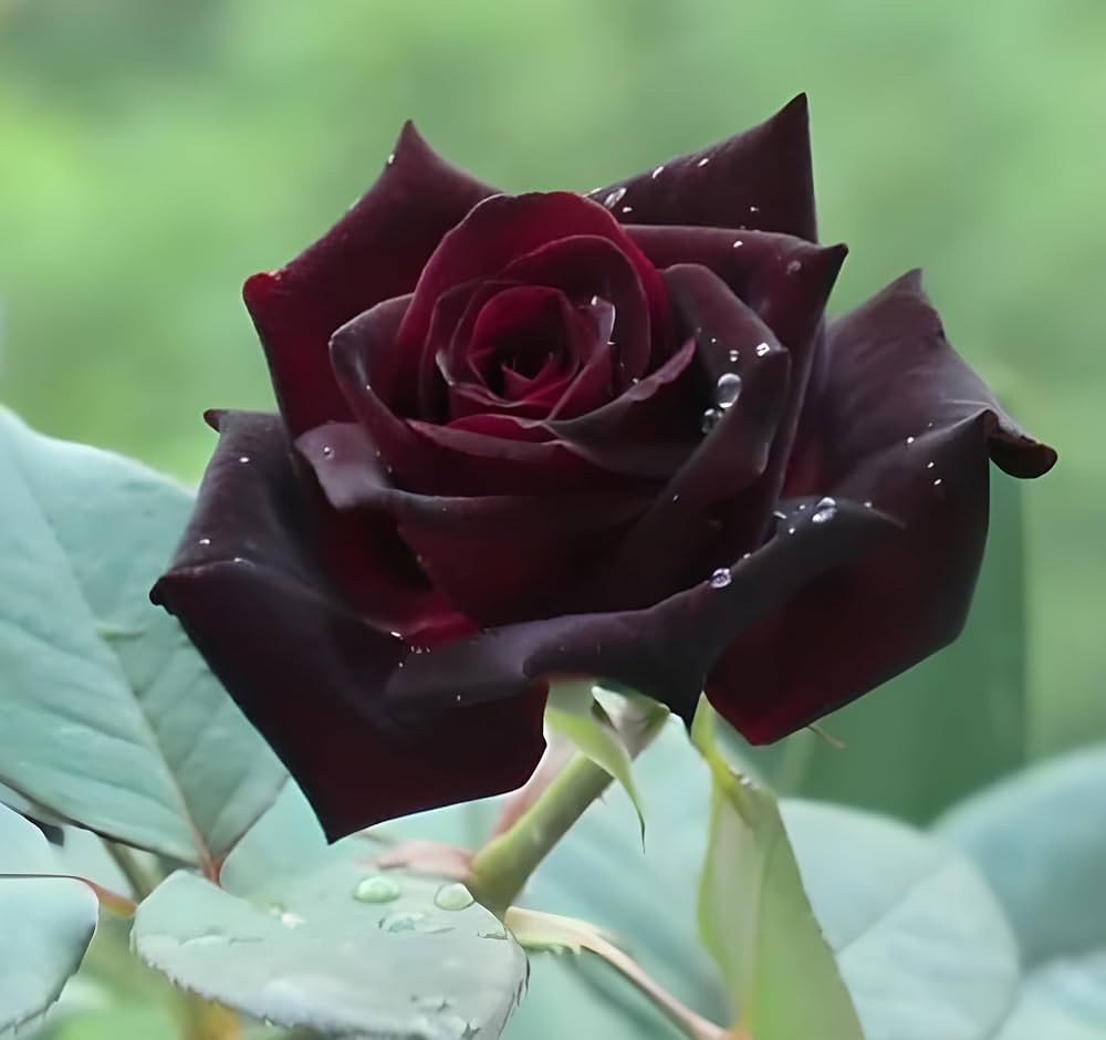 Dark purple rose with yellow spots flower seeds