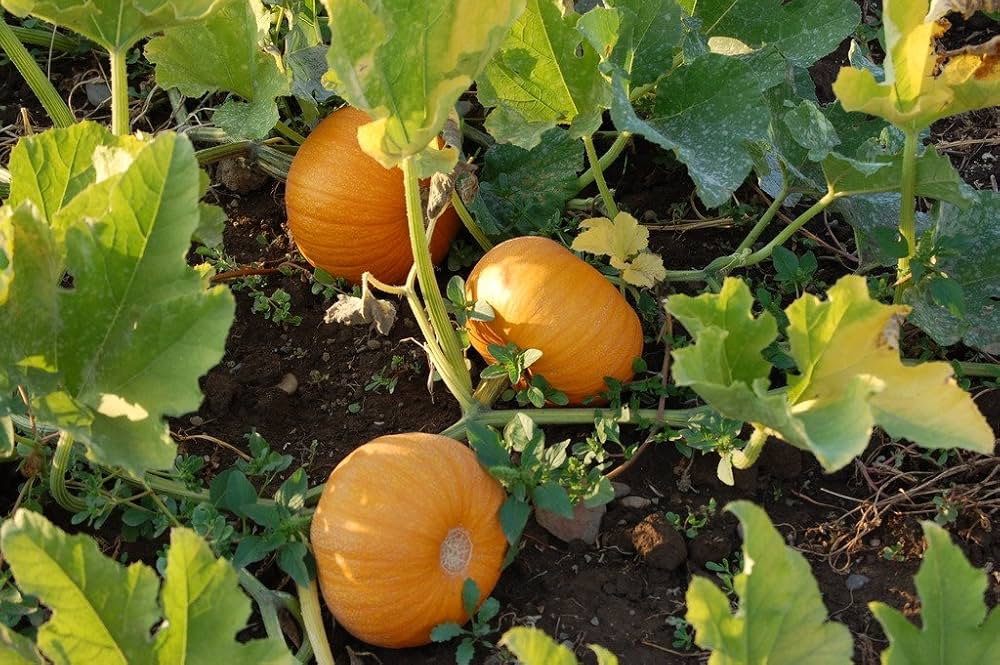 Pumpkin Cucurbita Pepo Wee Be Little Vegetable Seeds for Planting – Compact Variety for Small Space Gardening