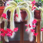 Cleistocactus Colademononis Flower Planting Seeds for Garden NON GMO Seeds Dhara Seeds