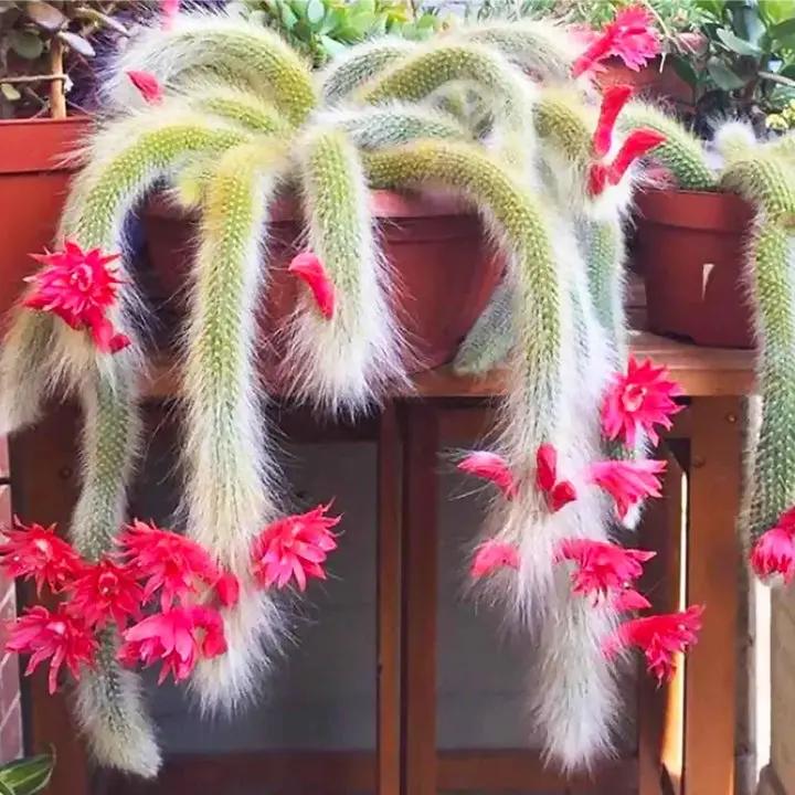 Cleistocactus Colademononis Flower Planting Seeds for Garden NON GMO Seeds Dhara Seeds