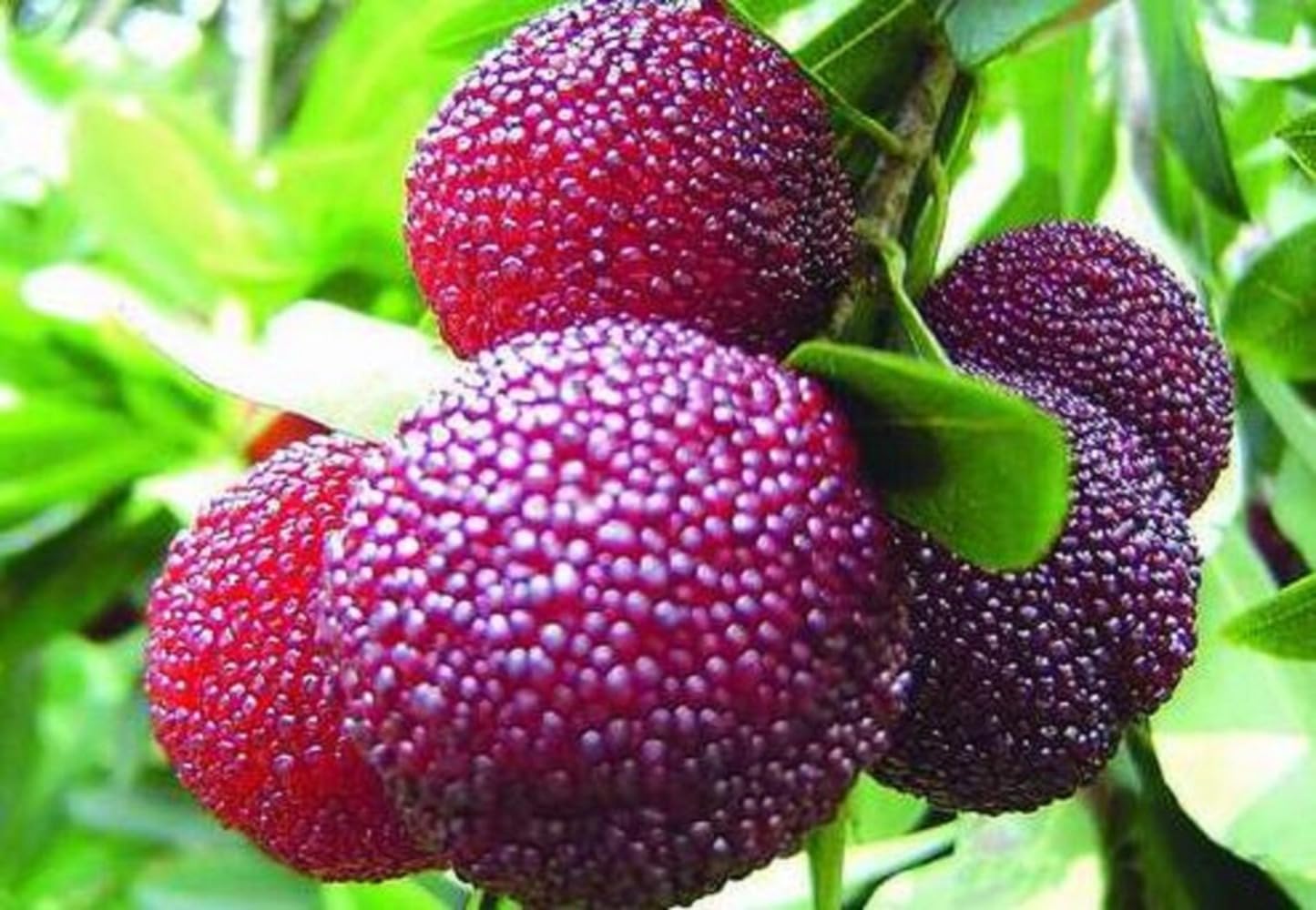 Red Bayberry Seeds pcs Four Seasons Fruit