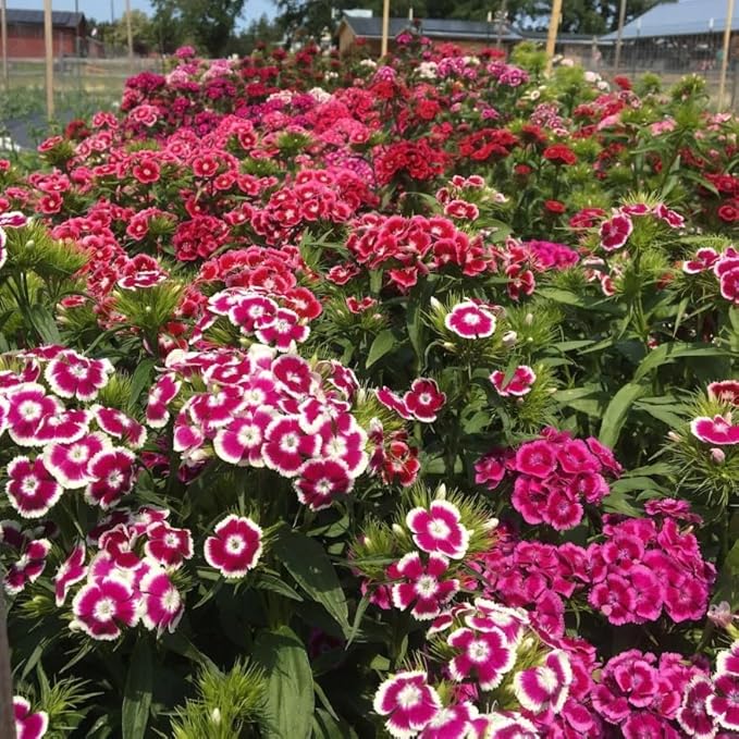 Dianthus Dianthus Barbatus Sweet William Mix Flower Seeds for Planting