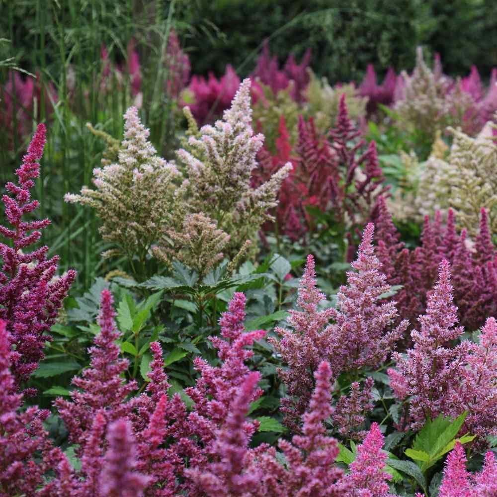 Chinese Astilbe Flower Seeds – Seeds for Growing Colorful Astilbe Plants in Your Garden or Pots