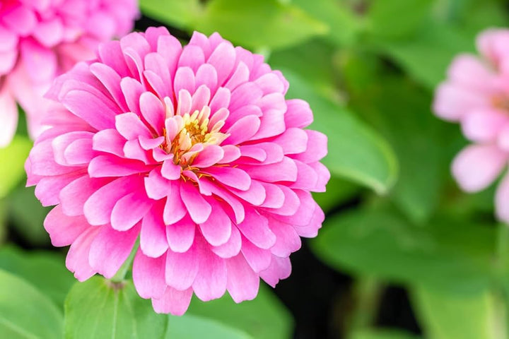 Zinnia Flower Seeds for Planting – Light Pink Blooms, Non-GMO, Heirloom Seeds