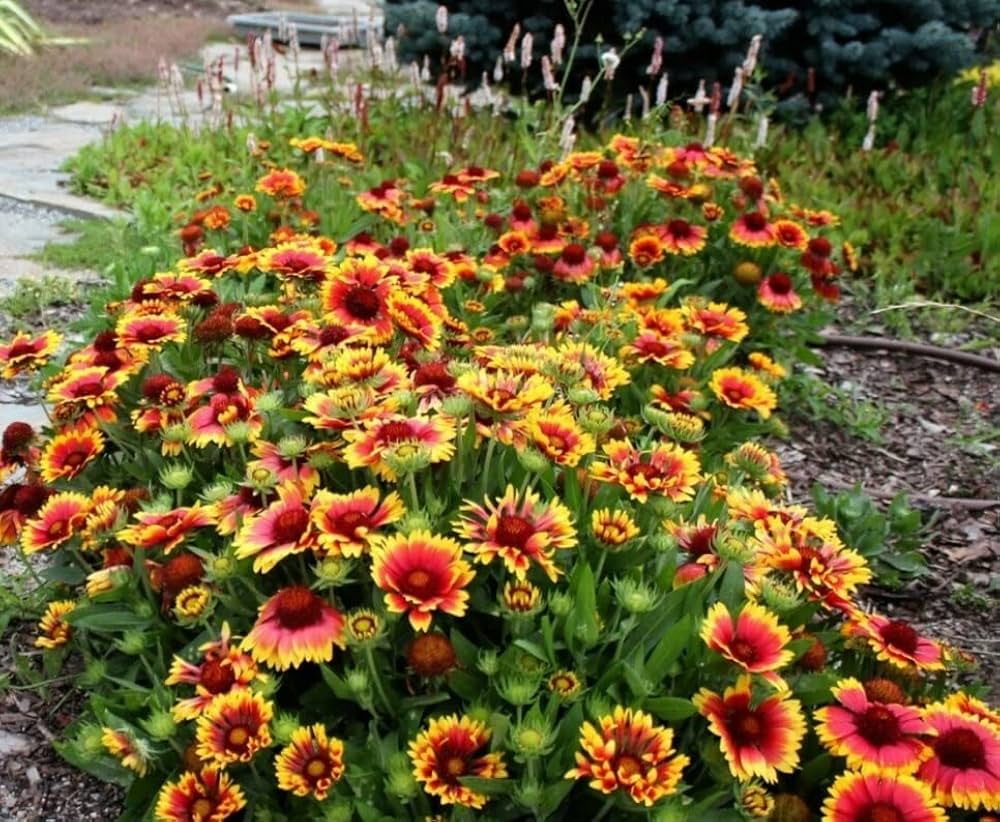 Blanket Flower - Seeds Wildflower Gaillardia aristata – Heirloom, Non-GMO, High Germination Organic Garden Seeds
