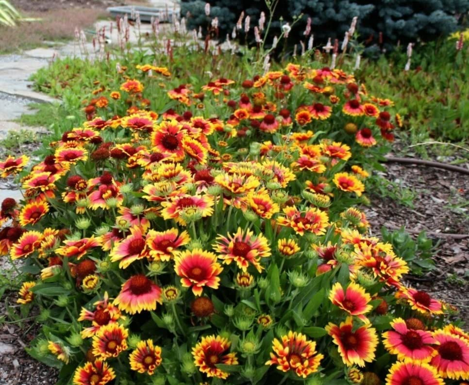 Arctotis Fastuosa Showy Flowers Seeds for Planting Urban Garden Flower Bed