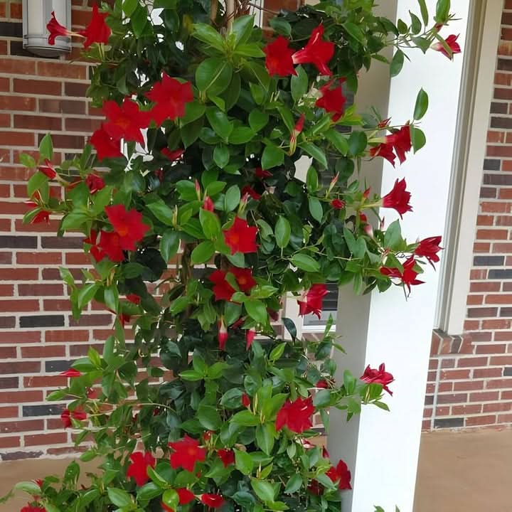 Red Mandevilla Flower Seeds for Planting NON GMO Seeds