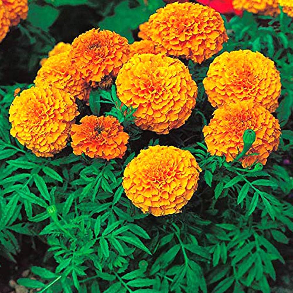 African Marigold Orange Seeds – Tagetes Erecta Days to Bloom
