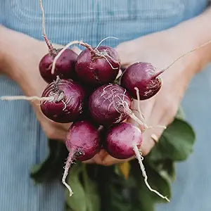  large round to oval purple giant radishes growing in soil

