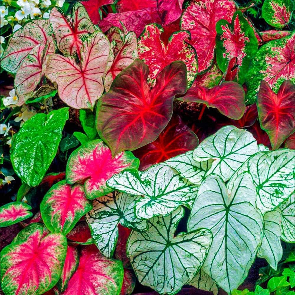 Caladium Bulbs - Fancy Leaf Mix