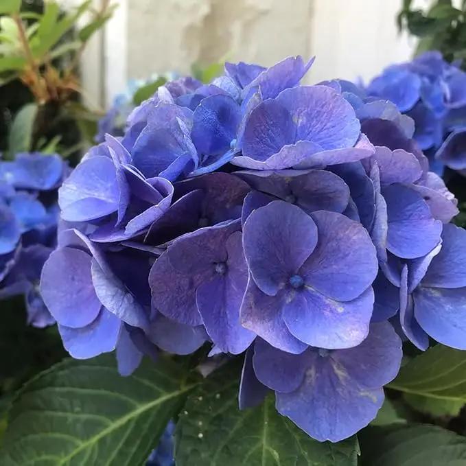 Heirloom Non-GMO Blue Climbing Geranium Flower Seeds for Planting – Vibrant Vining Garden Blooms Dhara Seeds