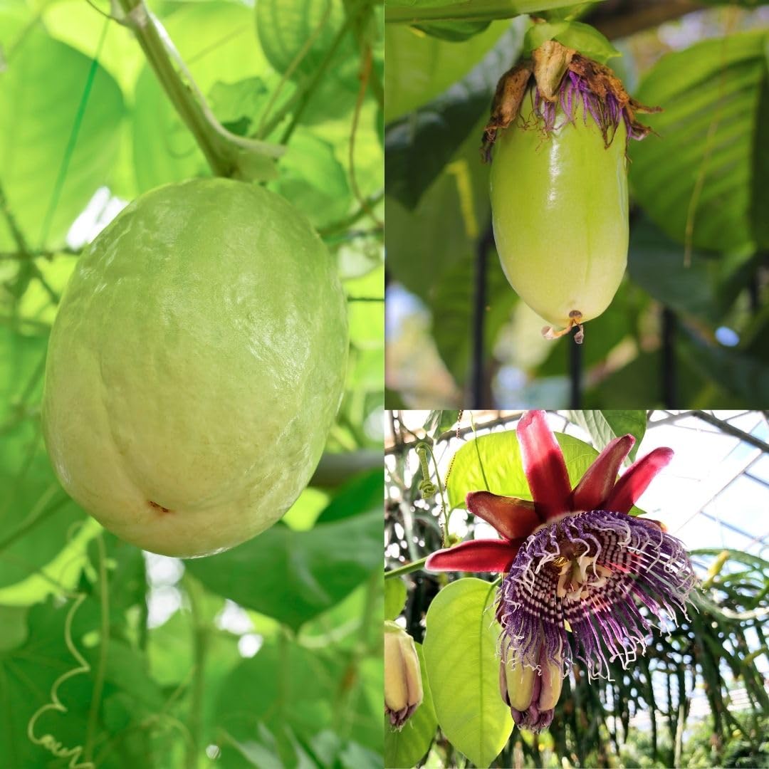 Giant Granadilla (Passiflora quadrangularis)