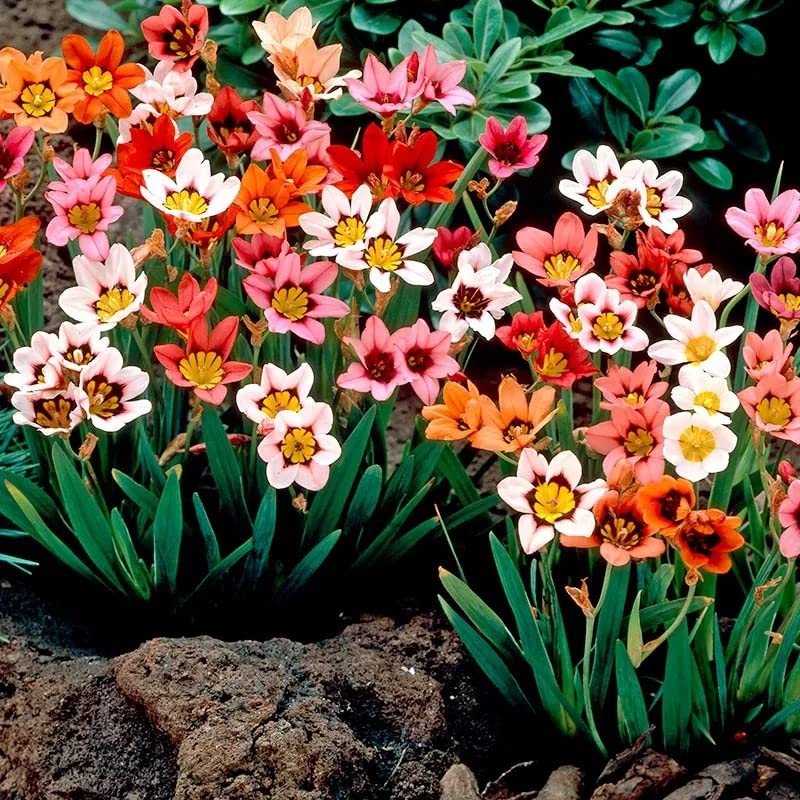 Sparaxis Sparaxis Tricolor Rose Flower Seeds for Planting – Great for Spring Planting and Colorful Garden Displays