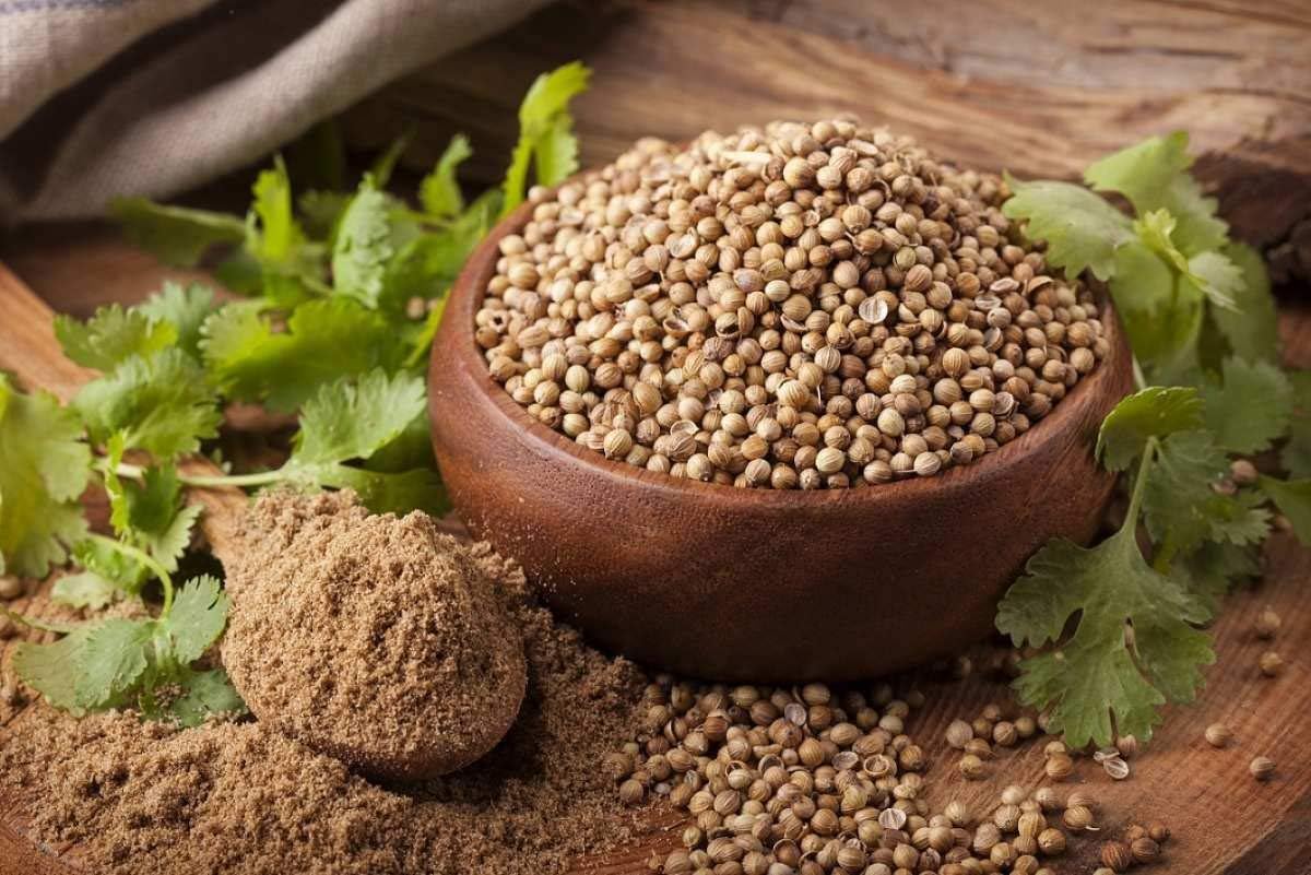 Coriander Seeds for Planting heirloom & Non-GMO Seeds