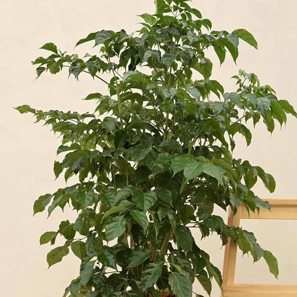 Green Radermachera Sinica Decorative Plant Seeds for Unique Gardens – Fresh Herb for Your Garden