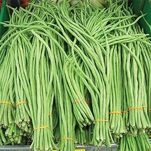 Snake Bean Vigna unguiculata for planting in vegetable patch