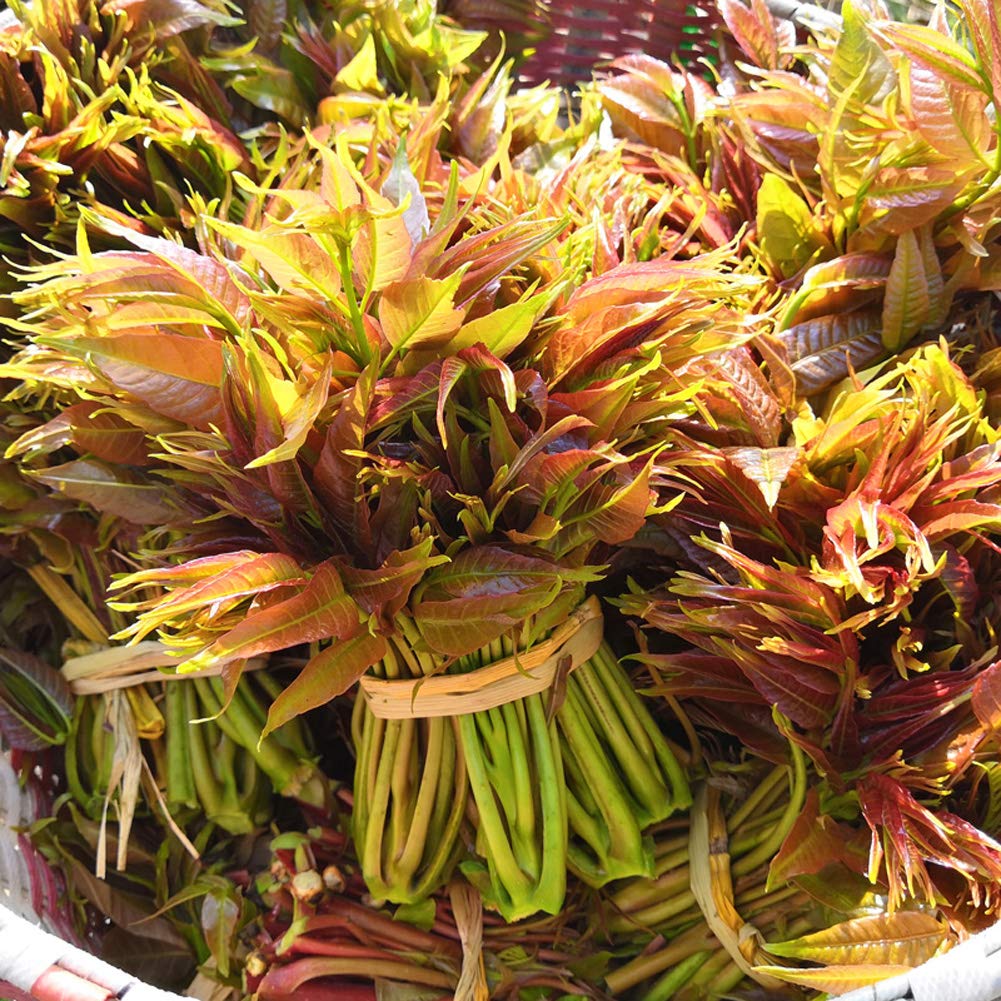 Edible Marked Toon Tree Vegetable Seeds for Planting