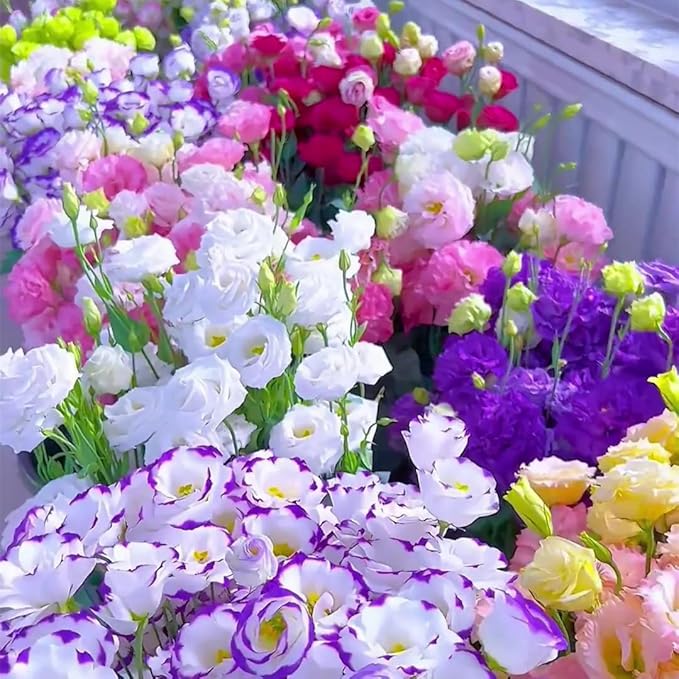 Eustoma Eustoma Grandiflorum Mixed Color Flower Seeds for Planting – Elegant Blooms for Garden Borders and Bouquets
