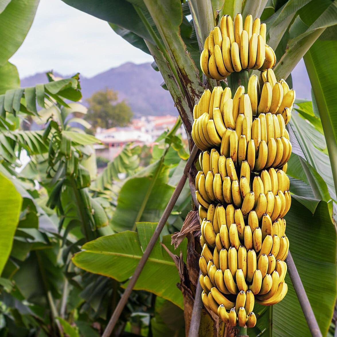 Grand Nain Banana (Musa acuminata)