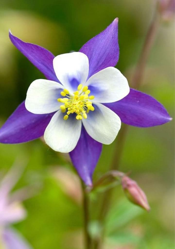 Columbine Flower Seeds for Planting