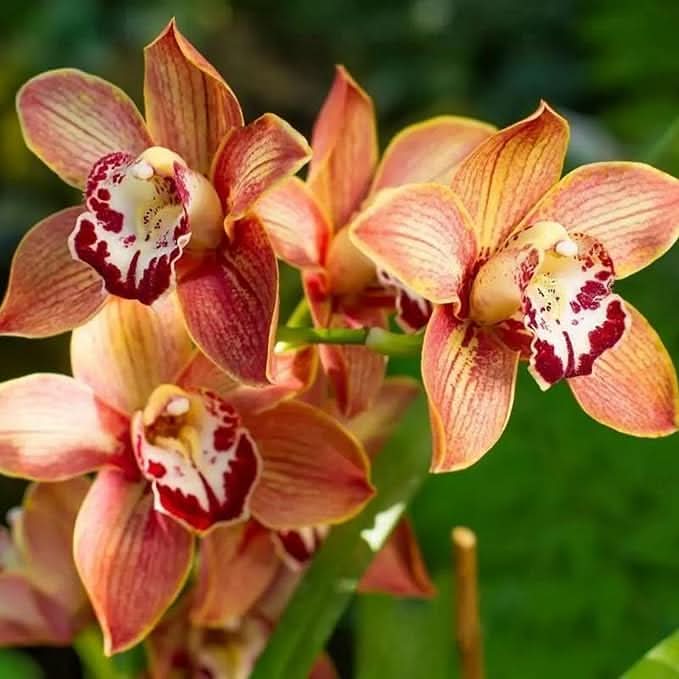 Rare Cymbidium Orchid Perennial Flower Seeds for Home Garden